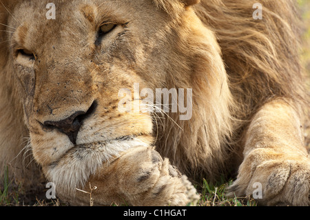 Stock photo closeup di un grande maschio lion che poggia il capo sul suo zampe. Foto Stock