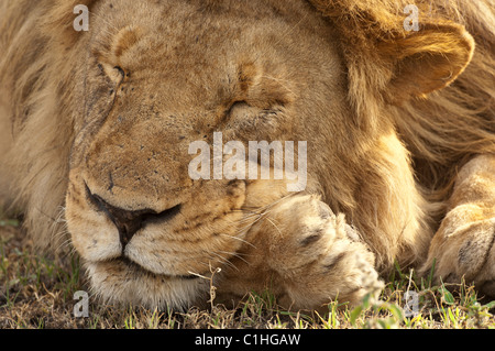 Stock photo closeup di un grande maschio lion che poggia il capo sul suo zampe. Foto Stock