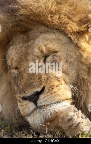 Stock photo closeup di un grande maschio lion che poggia il capo sul suo zampe. Foto Stock