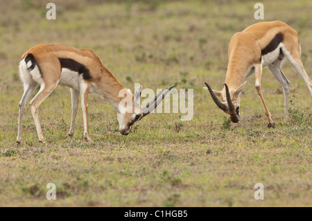 Foto di stock di due maschio thomson gazzelle il combattimento. Foto Stock