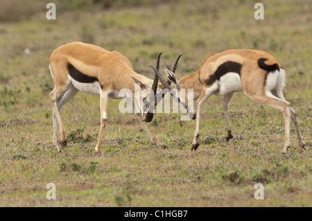 Foto di stock di due maschio thomson gazzelle il combattimento. Foto Stock