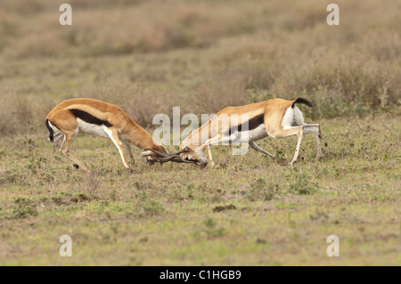 Foto di stock di due maschio thomson gazzelle il combattimento. Foto Stock