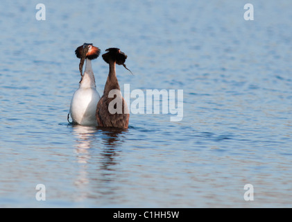 Grande Crested svassi Podiceps cristatus nel corteggiamento di eseguire la danza di erbaccia Foto Stock