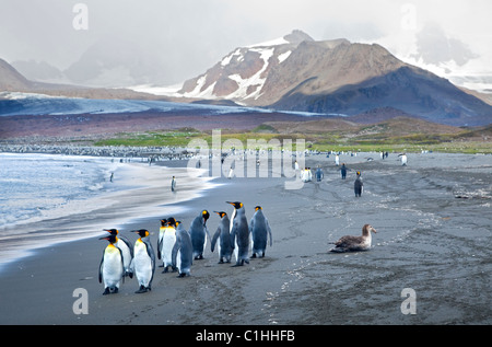 La colonia dei Pinguini Re (aptenodytes patagonicus) presso il St Andrews Bay, Georgia del Sud Foto Stock