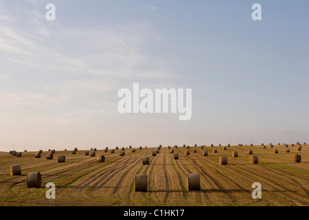 Raccolte di campi di grano vicino Pusey nel Wiltshire, Regno Unito, Inghilterra Foto Stock
