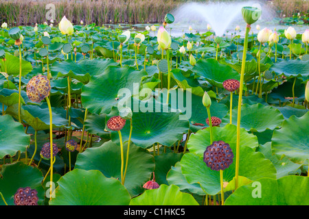 Ninfee in uno stagno con una fontana Foto Stock