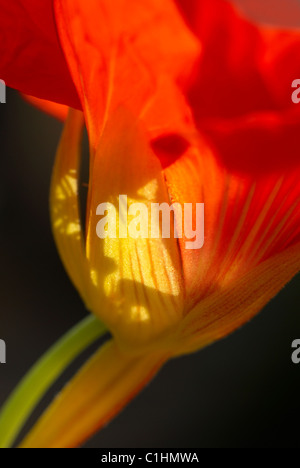 I nasturzi, stelo verde, Bud, fiori, fiori, Tropeaolum Majus, stelo, bud stelo, singolo bud, arancio, candelette, rosso Foto Stock