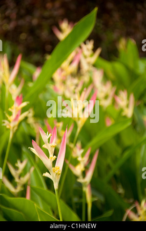 Fiori al Pacific Resort Aitutaki, Isole Cook Foto Stock