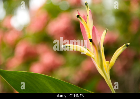 Fiori al Pacific Resort Aitutaki, Isole Cook Foto Stock