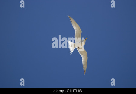 Crested Tern (sterna bergii) graffi stesso in volo Foto Stock