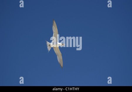 Un Crested Tern (sterna bergii) in volo portando un pesce nel becco, Western Australia. Foto Stock