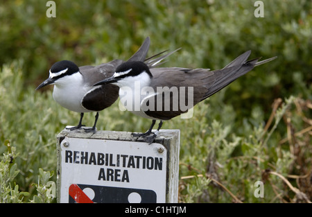 Imbrigliati Sterne sulla zona di riabilitazione segno, Penguin Island, Australia occidentale Foto Stock