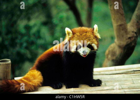 Un bel rosso Orso Panda nel Panda ricerca e centro di allevamento nei pressi di Chengdu. Foto Stock