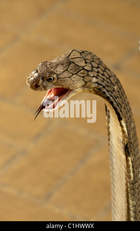 Re Cobra, la più lunga del mondo di serpenti velenosi, (Ophiophagus hannah) Foto Stock