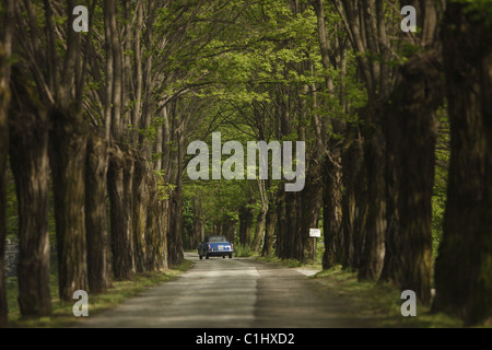 Vintage auto sulla strada alberata, Italia Foto Stock