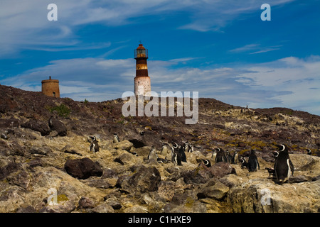 Faro, isla pinguina Foto Stock