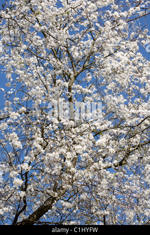 Prunus cerasifera è una specie di prugna noti con i nomi comuni di ciliegia e prugna prugna myrobalan. È nativo per l'Europa. Foto Stock