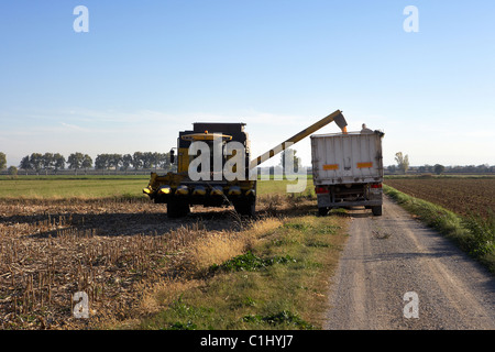 Mietitrebbia su campo di grano di mais di scarico su una matassa Foto Stock