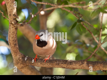 Albero-tail Finch - Poephila acuticauda arroccato nella struttura ad albero Foto Stock