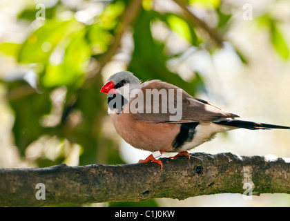 Albero-tail Finch - Poephila acuticauda arroccato nella struttura ad albero Foto Stock