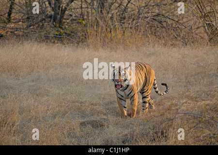Tiger nel suo habitat in Ranthambhore national park, India Foto Stock
