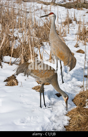 Sandhill Cranes Grus canadensis inizio primavera Michigan USA, di Skip Moody/Dembinsky Photo Assoc Foto Stock