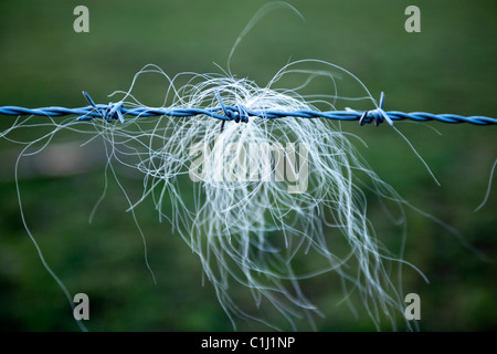 La lana di ovini sul filo spinato Foto Stock