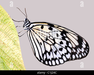 Macro di aquilone di carta butterfly (Idea leuconoe) Visualizza il profilo sulla lamina isolato su sfondo grigio Foto Stock