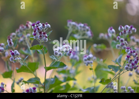 Bur impianto su un campo. Estate piccola impugnatura shot Foto Stock