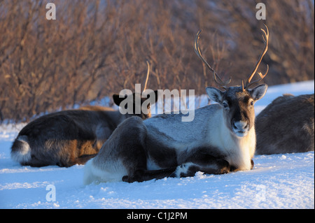 La renna, Kvaloy, Sandvika, Troms, Norvegia Foto Stock