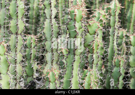 Cactus Foto Stock