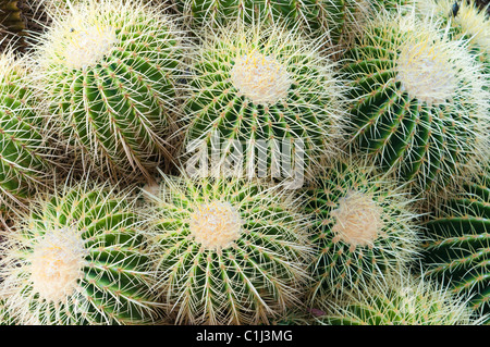 Cactus di barilotto Foto Stock