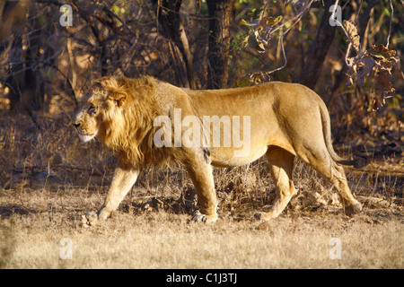 Leone asiatico (Panthera leo persica) passeggiate nella foresta a Gir Parco Nazionale di Gujarat India Foto Stock