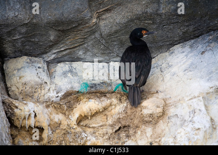 Felsenkormorane, cormorano rock Foto Stock