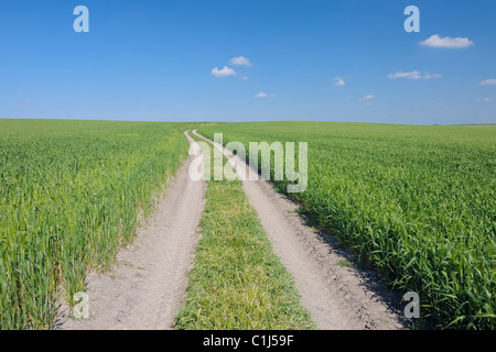 Tracce di pneumatici attraverso campi di grano, Andalusia, Spagna Foto Stock