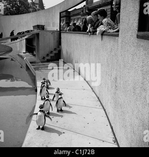 Anni '1950, gente che guarda i pinguini su una passerella accanto alla loro piscina allo zoo di Londra, uno zoo cittadino a Regents Park, Londra, Inghilterra. Foto Stock