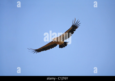 Bianco indiano Rumped Vulture (Gyps bengalensis) volare nel cielo a Bandhavgarh National Park in Madhya Pradesh India Foto Stock