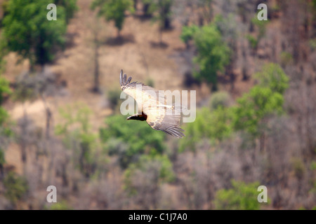 Lunga fatturati vulture (Gyps indicus) volare al di sopra del Bandhavgarh National Park in Madhya Pradesh India Foto Stock