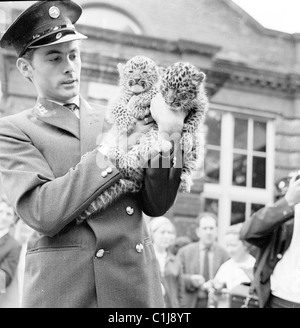 1967, custode in uniforme allo zoo di Londra a Regents Park, Londra, Inghilterra, detiene la prima coppia di Cheetah nati in cattività in Europa. Foto Stock
