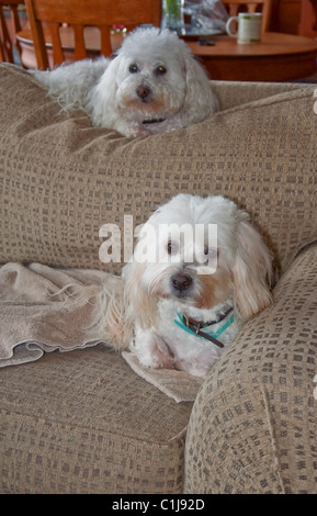 Questi due white Coton De Tulear i cani sono sdraiati in luoghi chiusi su un divano insieme. Lo sfondo è intenzionalmente sfocate per sottolineare t Foto Stock