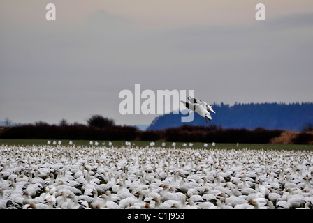 Una coppia di due le oche delle nevi sono lo sbarco in un enorme gregge di migliaia in questo stock selvatici dell'immagine. Prese a Isola di abete, WA Foto Stock