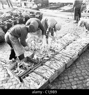 Anni '1950, storici, portuali in una banchina acciottolata che caricava pesce fresco dai cesti nelle casse del porto di Tyneside, Newcastle, Inghilterra, Regno Unito. Foto Stock