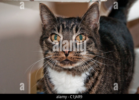 Un primo piano di una striped tabby housecat, con una pettorina bianca e gli occhi gialli. Lo sfondo sfocato per sottolineare gatto in faccia. Foto Stock