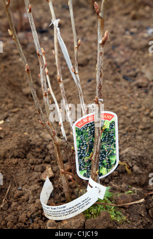 Il ribes Bush ha di recente piantati con etichetta Foto Stock