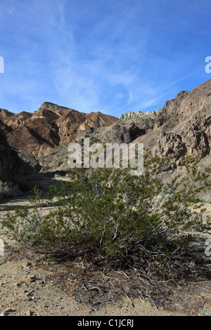 Stati Uniti, California, Valle della Morte, Parco Nazionale, venti Mule Canyon del Team, Foto Stock