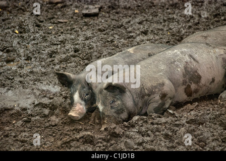 I maiali Berkshire, pietra granai Centro per l Alimentazione e l agricoltura, Pocantico Hills, New York, Stati Uniti d'America Foto Stock