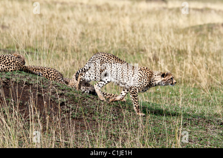 Cheetah, Acinonyx jubatus, Stalking preda, il Masai Mara riserva nazionale, Kenya, Africa Foto Stock