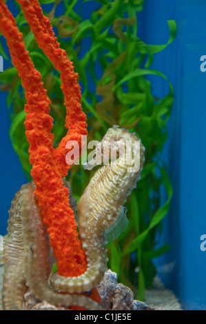 Diversi i cavallucci marini che vengono in questo acquario, con uno se particolare essendo arrotolato intorno a un arancio brillante impianto sottomarino. Foto Stock