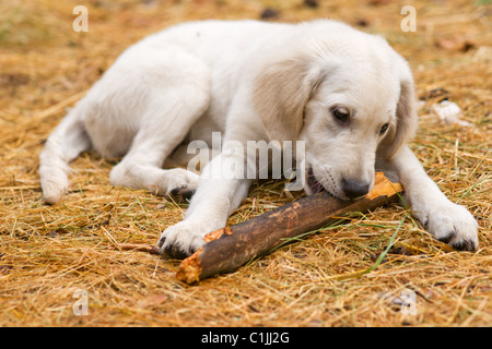 Cane rosicchia un bastone Foto Stock