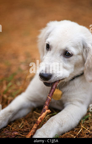 Cane rosicchia un bastone Foto Stock